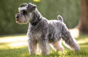 Castraciones gratuitas en Villa Nueva: cómo y dónde obtener turno